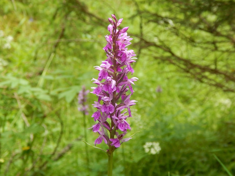 Dactylorhiza maculata subsp.fuchsii